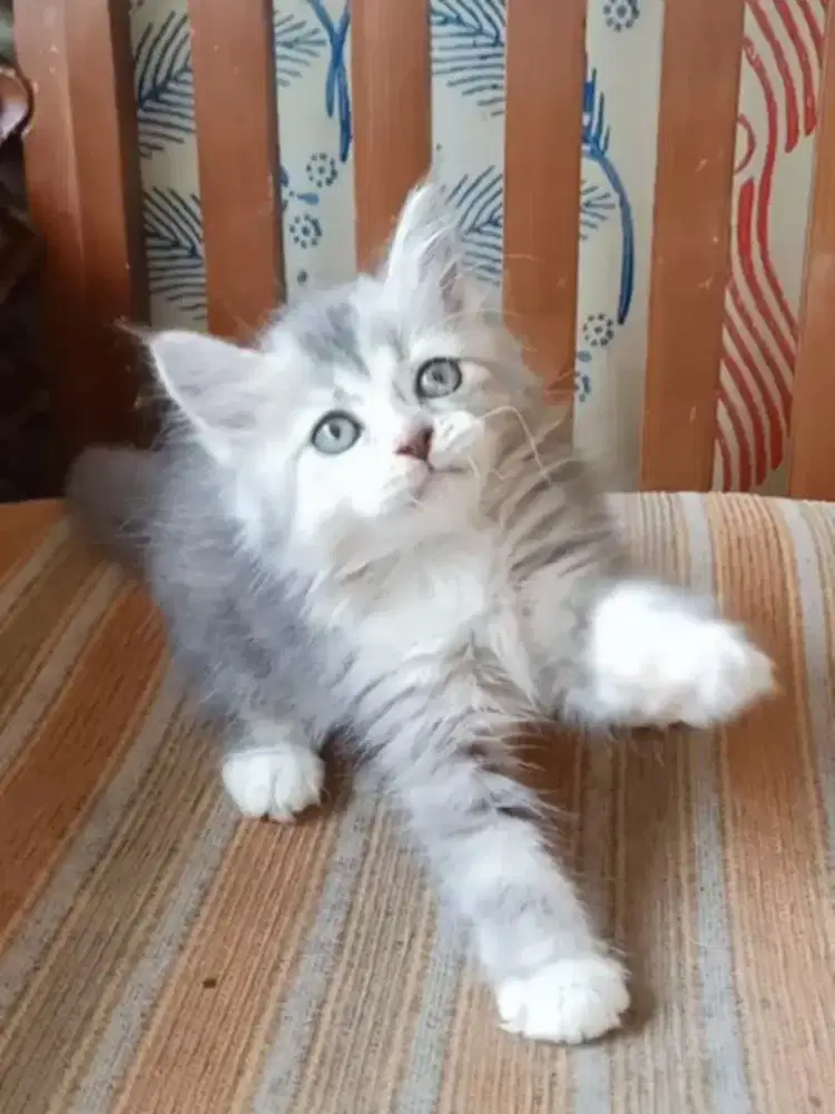 KUCING PERSIA MEDIUM MIX BSH