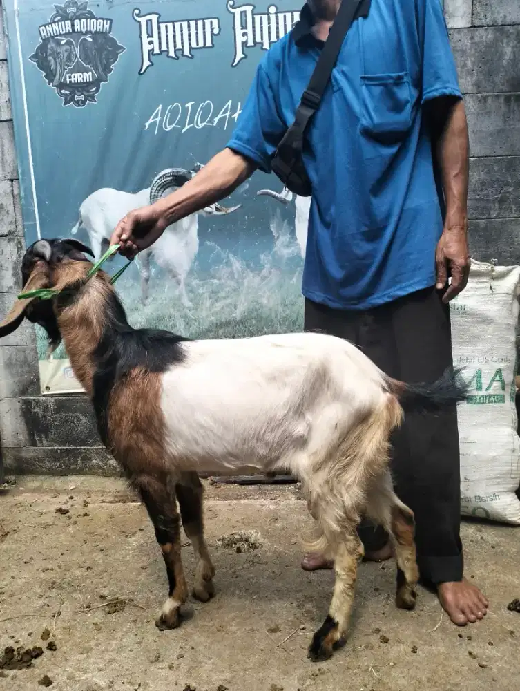 Qurban & aqiqah