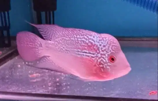 ikan louhan srd di medan.