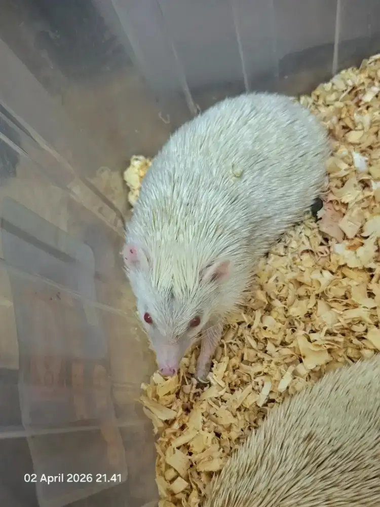 Landak mini Albino ( indukan )