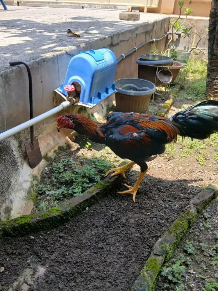 Jual ayam klasik keh