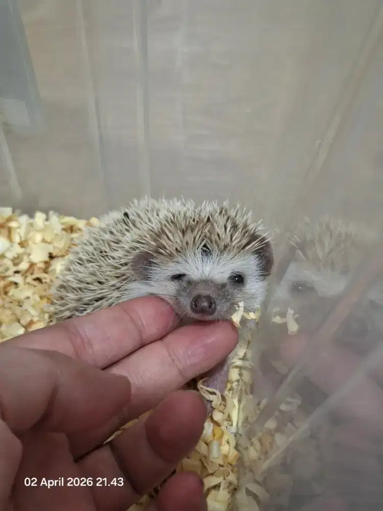 Landak mini 2bln ( cowo )