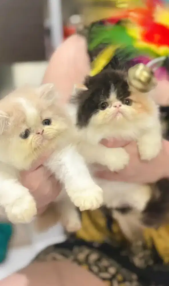 Persian longhair jantan dan betina