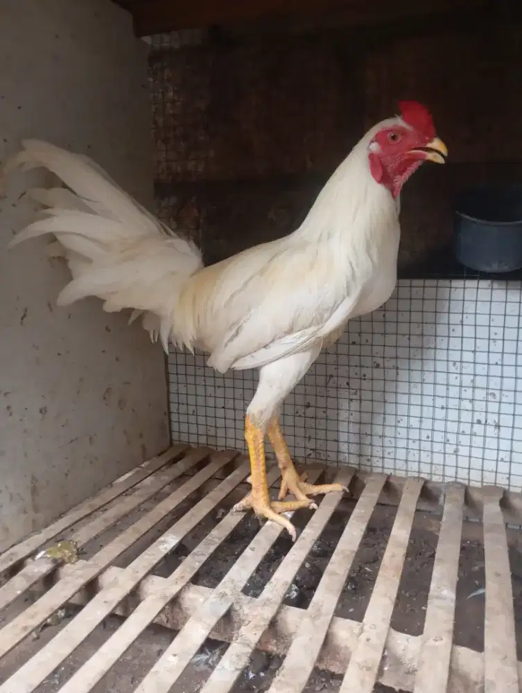Ayam kampung putih jantan jago mudaa