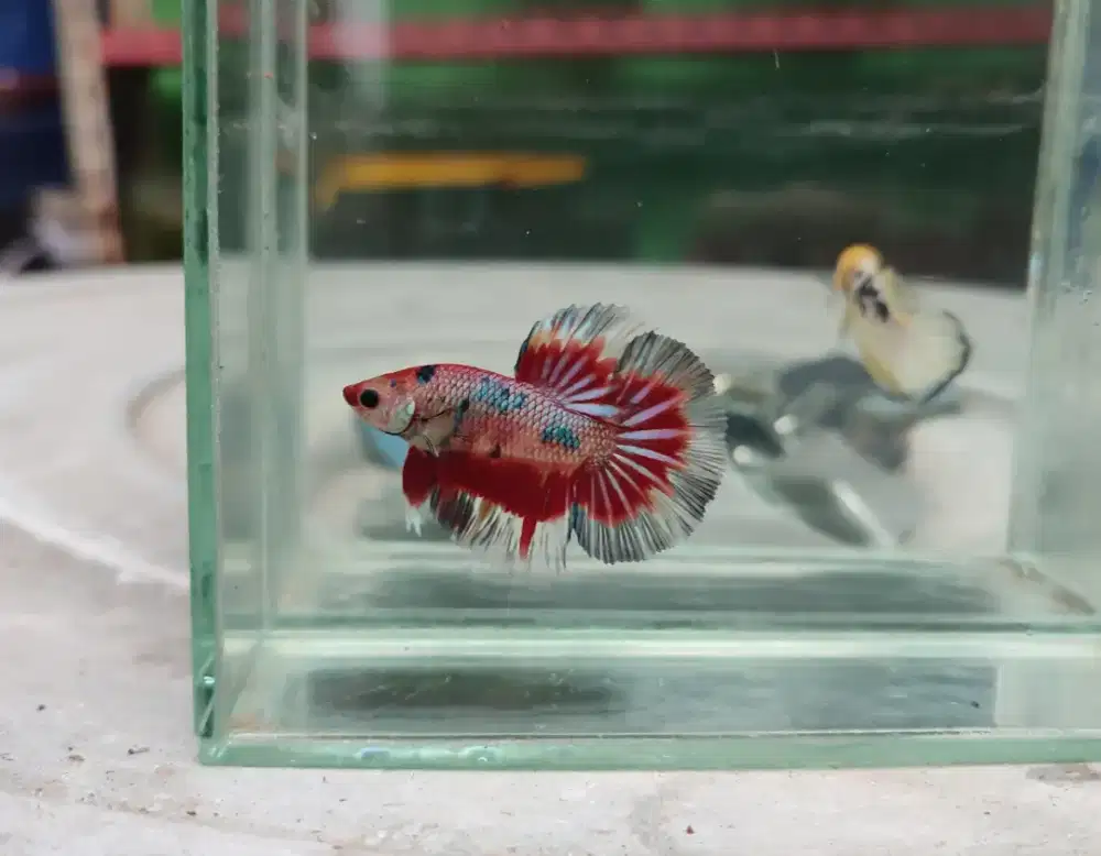 Ikan cupang halfmoon fancy