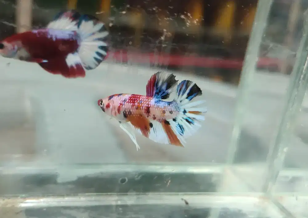 Ikan cupang koi multi