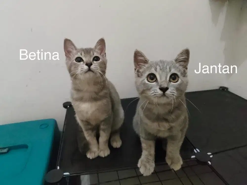 Lepas Adopt kitten anak kucing BSH British Short Hair x Munchkin