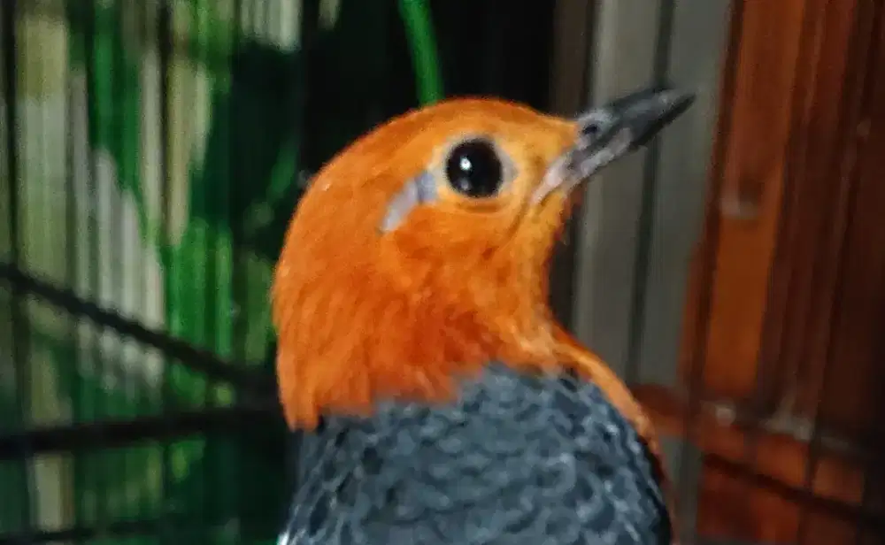 Anis merah jantan bunyi