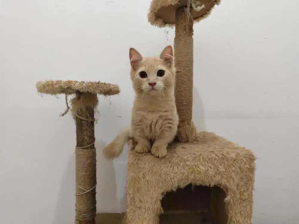 Lepas Adopt kitten anak kucing BSH British Short Hair x Munchkin