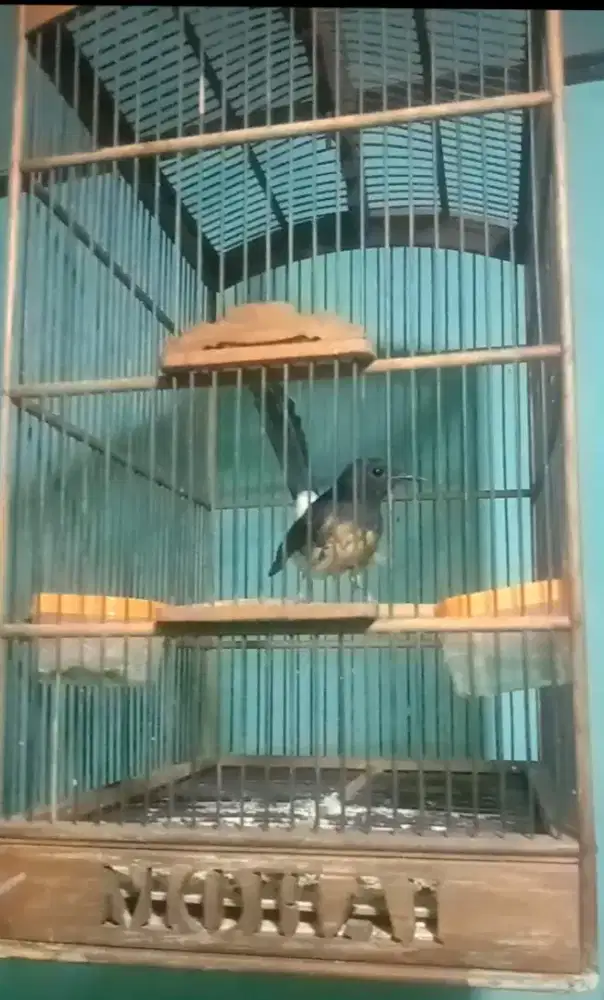 Burung murai betina siapan  trah brolok PE 14, Mapan, Ngecas ok