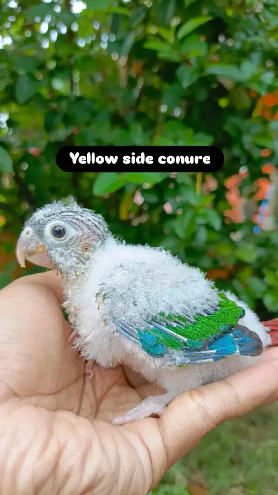 Lolohan small conure