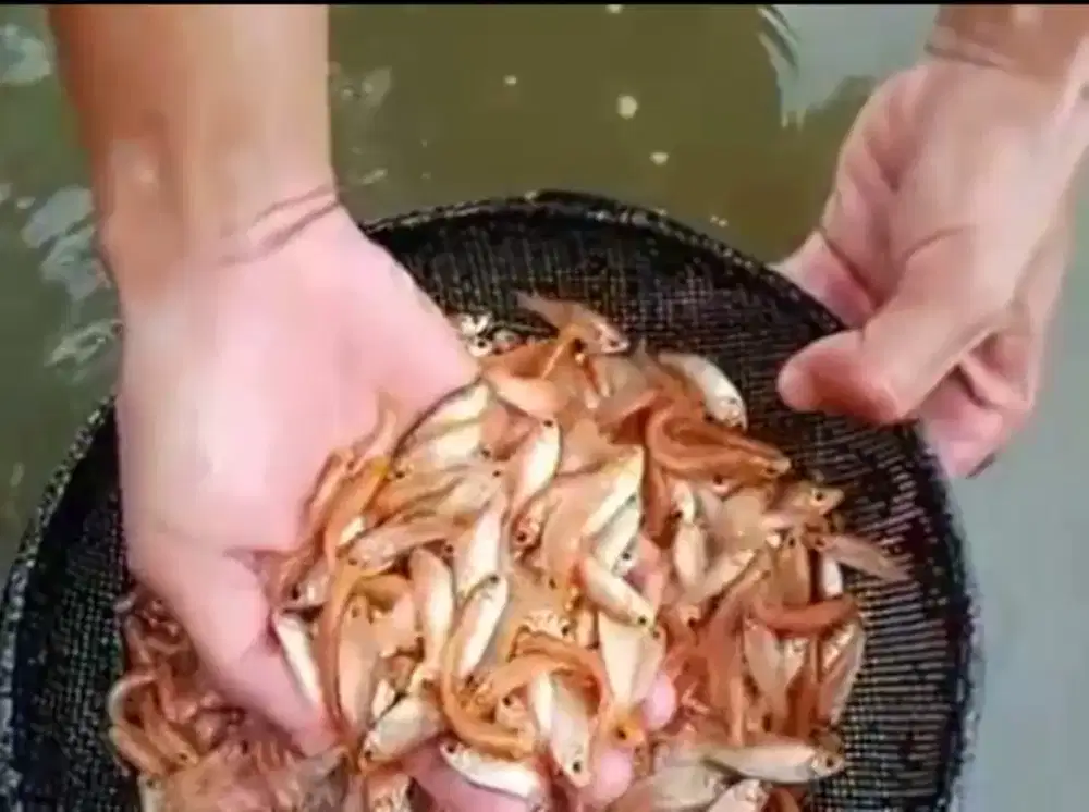 Bibit ikan terapi oren