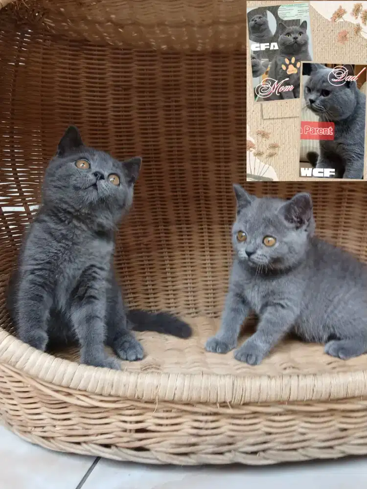 BSH Betina Murmerin Aja BU