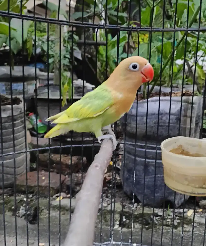 Biola Aqua pied posibel split ino MM