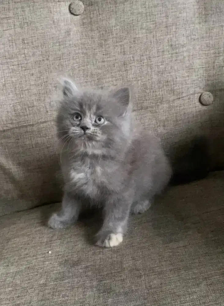 Kucing kittenBritish Longhair