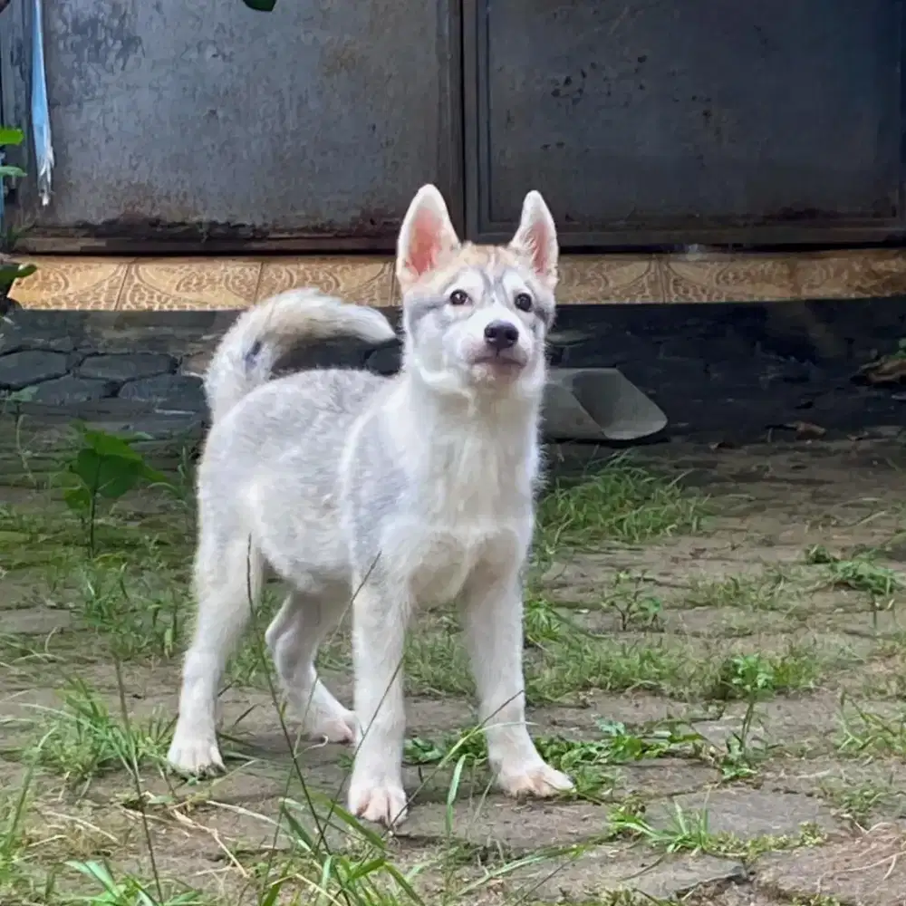 Husky jantan vaksin only