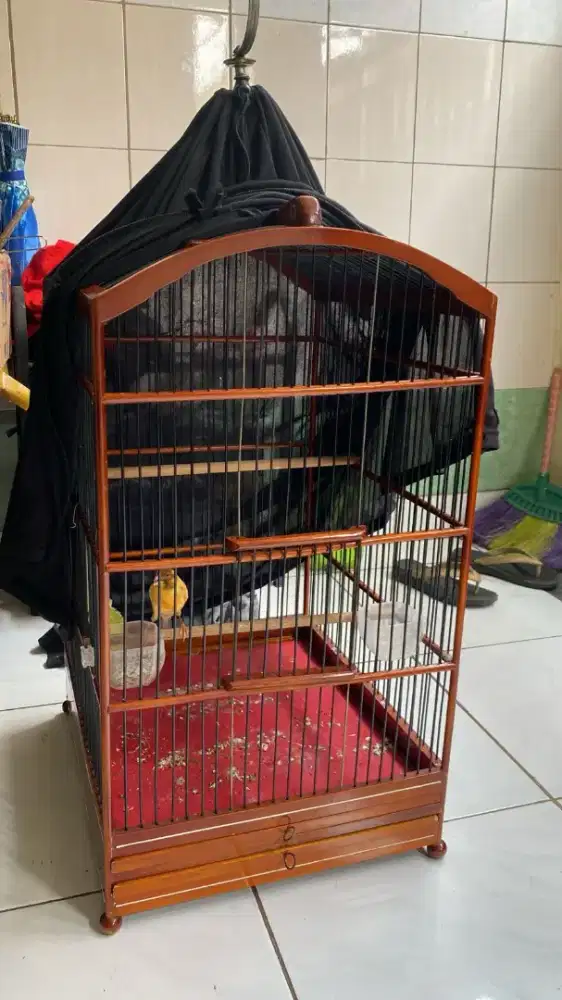 Kenari loper corr dorrr