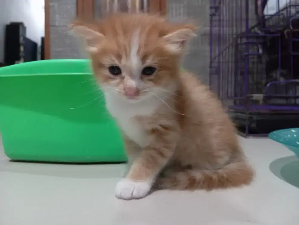 Kitten Persia mix mainecoon