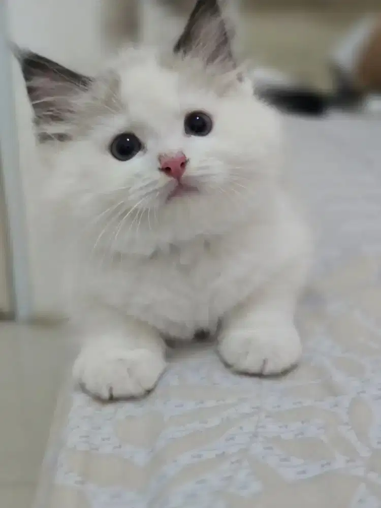 Ragdoll betina parent import