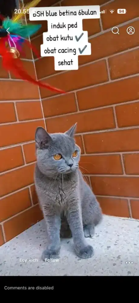 BSH blue betina 6bln induk ped