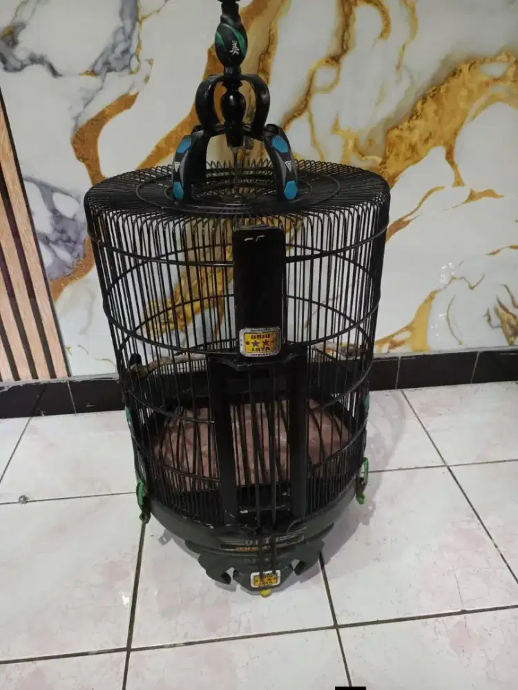 Sangkar oriq anis dm 38 seseg ampeg murmer am ak