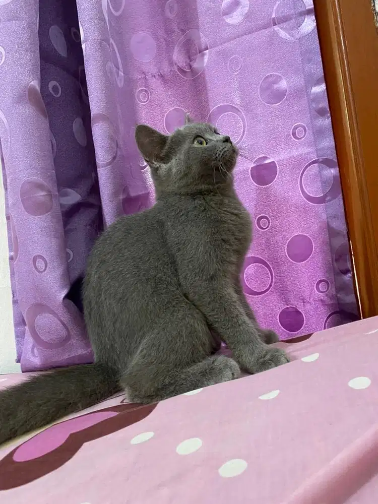 Bsh blue solid sehat dan lincah