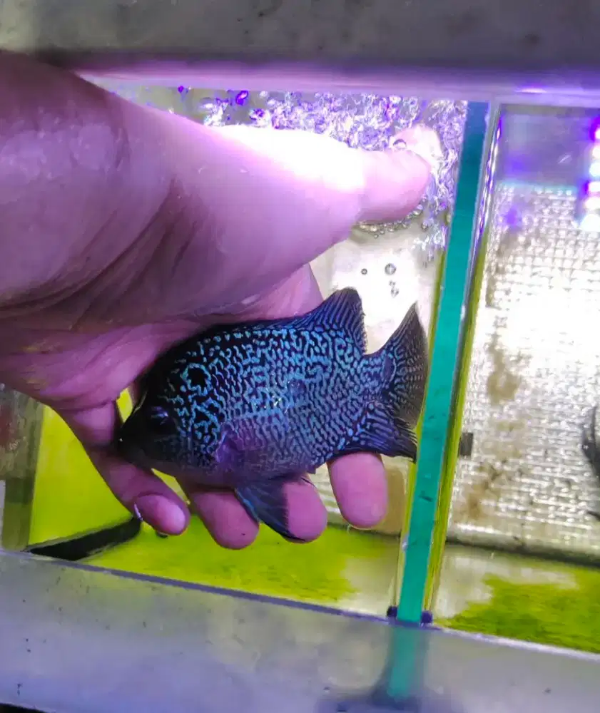 ikan lohan cencu betina ikan louhan betina louhan female 3jari