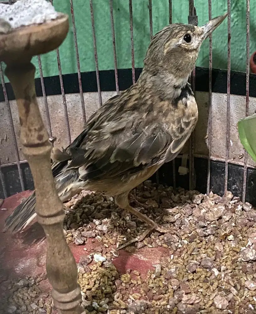 pakling calandraaaaaa