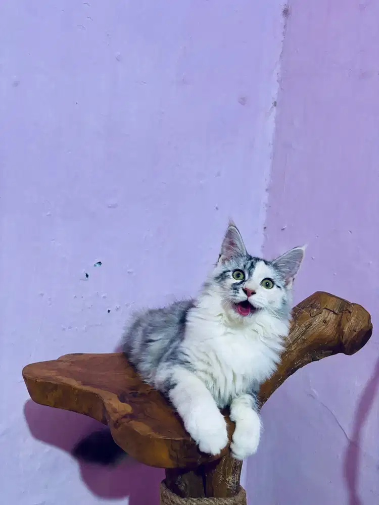 Kitten Maine coon Mainecoon Kucing