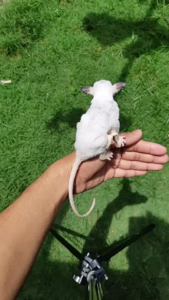 Sugar Glider Platmos Jantan 5bln