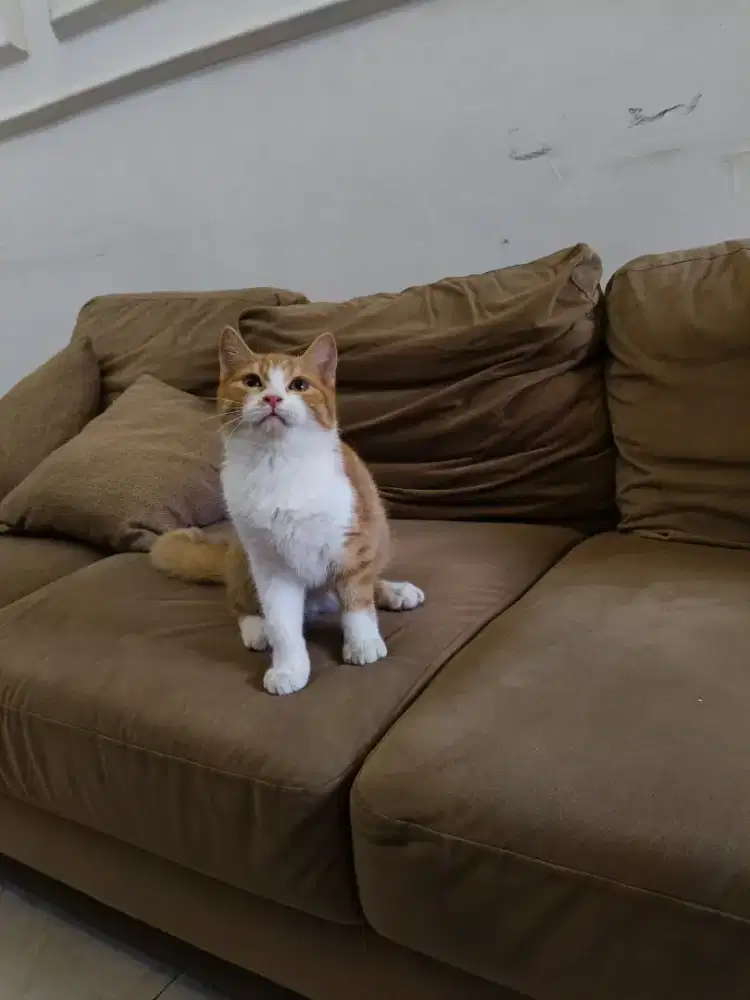 Kucing BSH mix Munchkin jantan