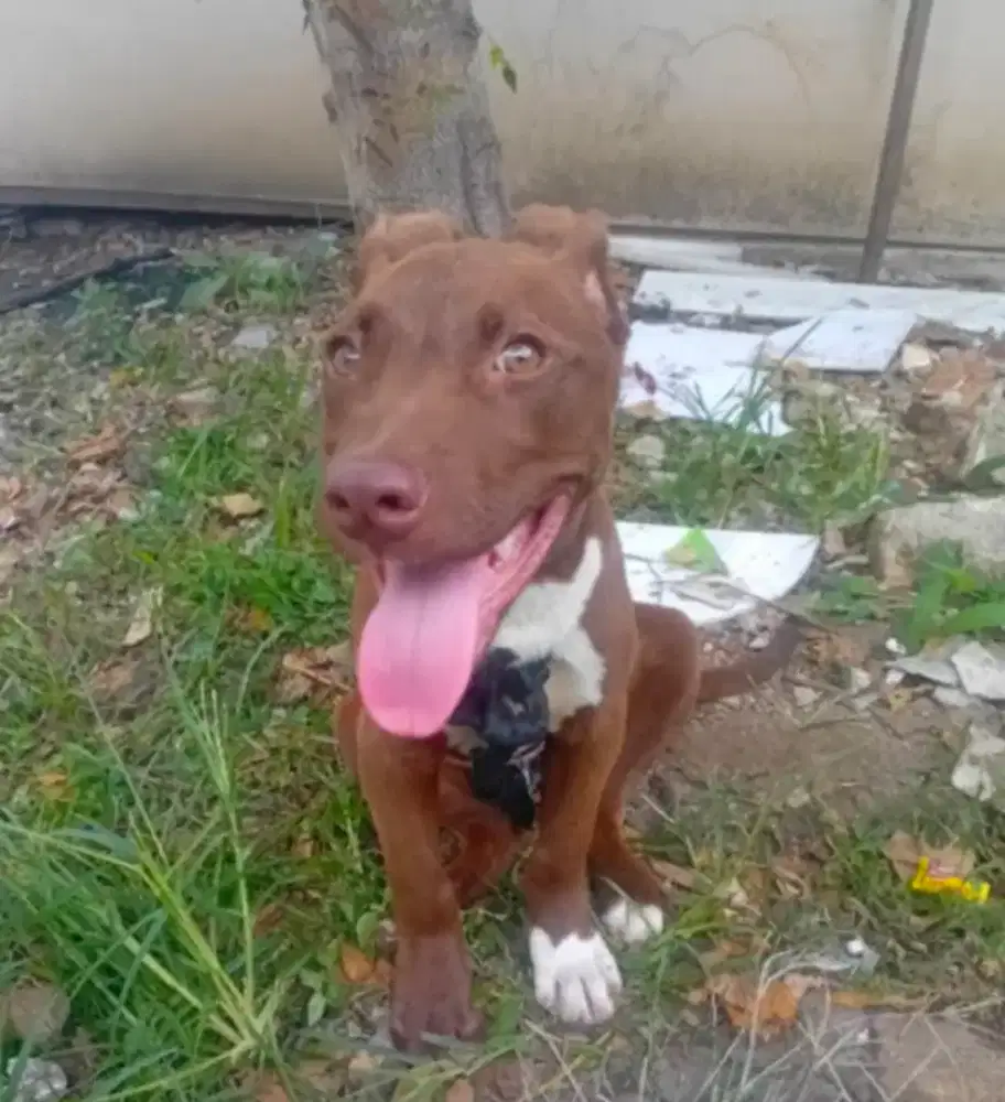 Silangan Terier Pitbul