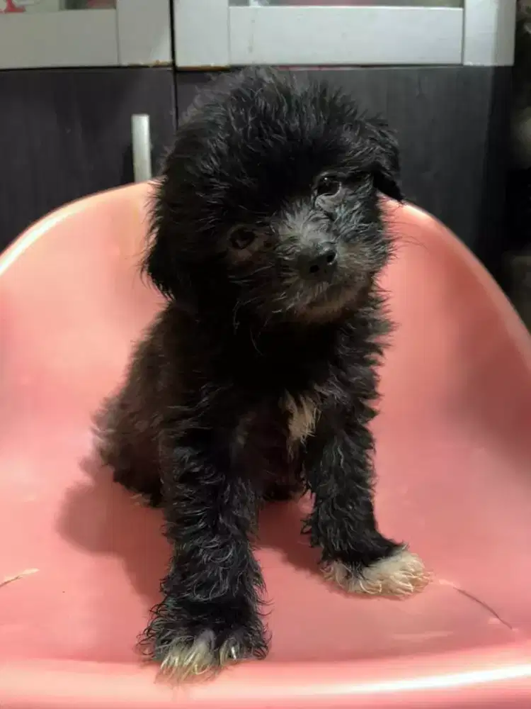 Puppies poodle mix shitzu
