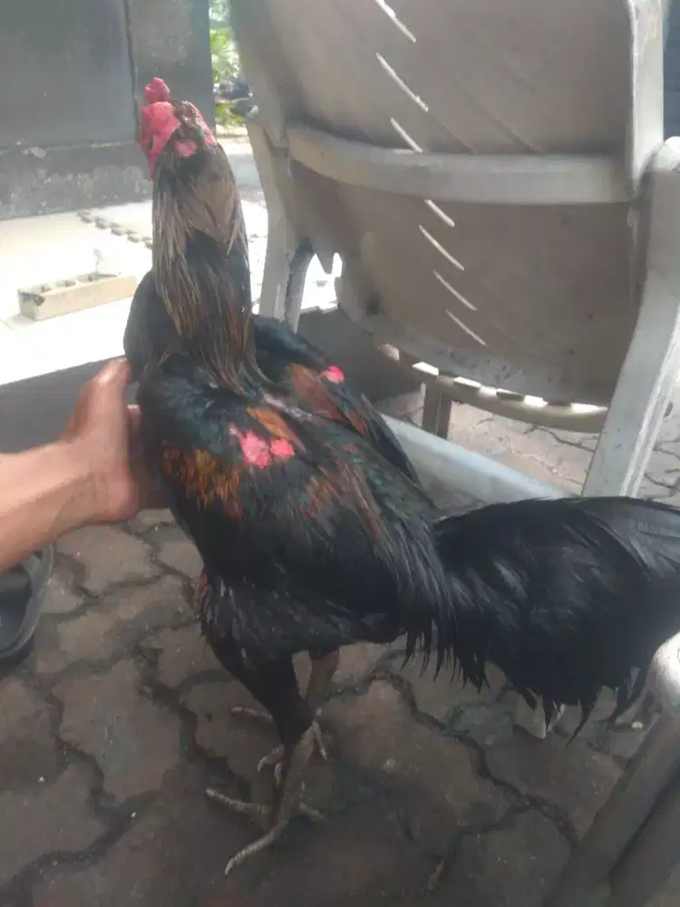 Ayam silangan super joss