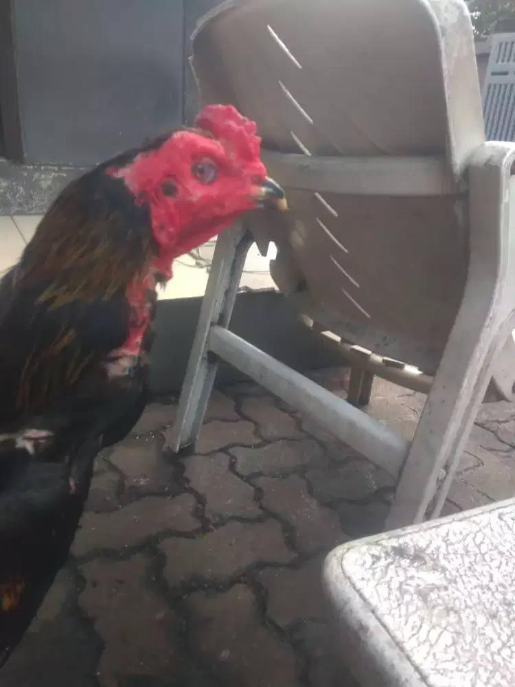 Ayam silangan super joss