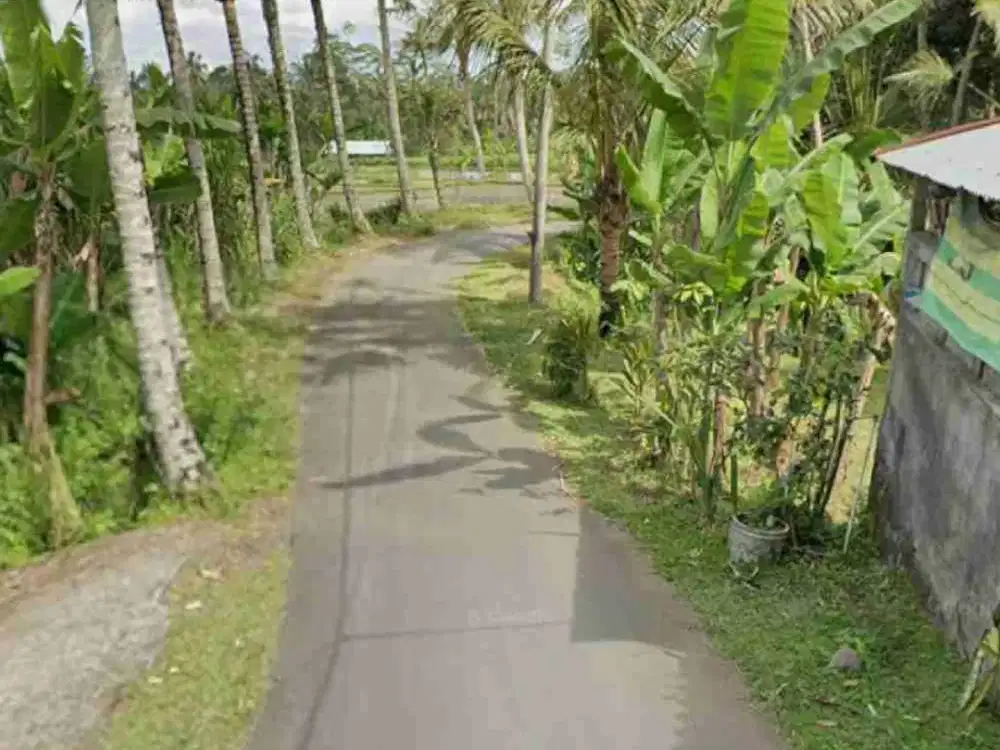 Jual Tanah kebun 33,6are jalan 8 aspal di Payangan Gianyar Ubud Bali - Thumbnail 4
