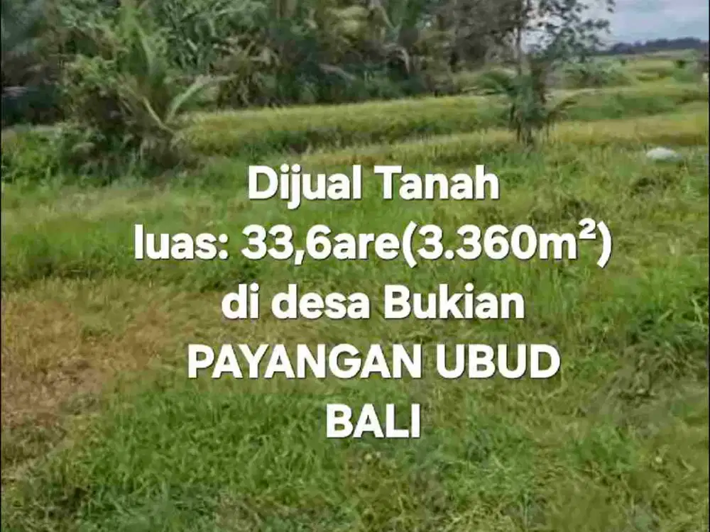 Jual Tanah kebun 33,6are jalan 8 aspal di Payangan Gianyar Ubud Bali - Thumbnail 5