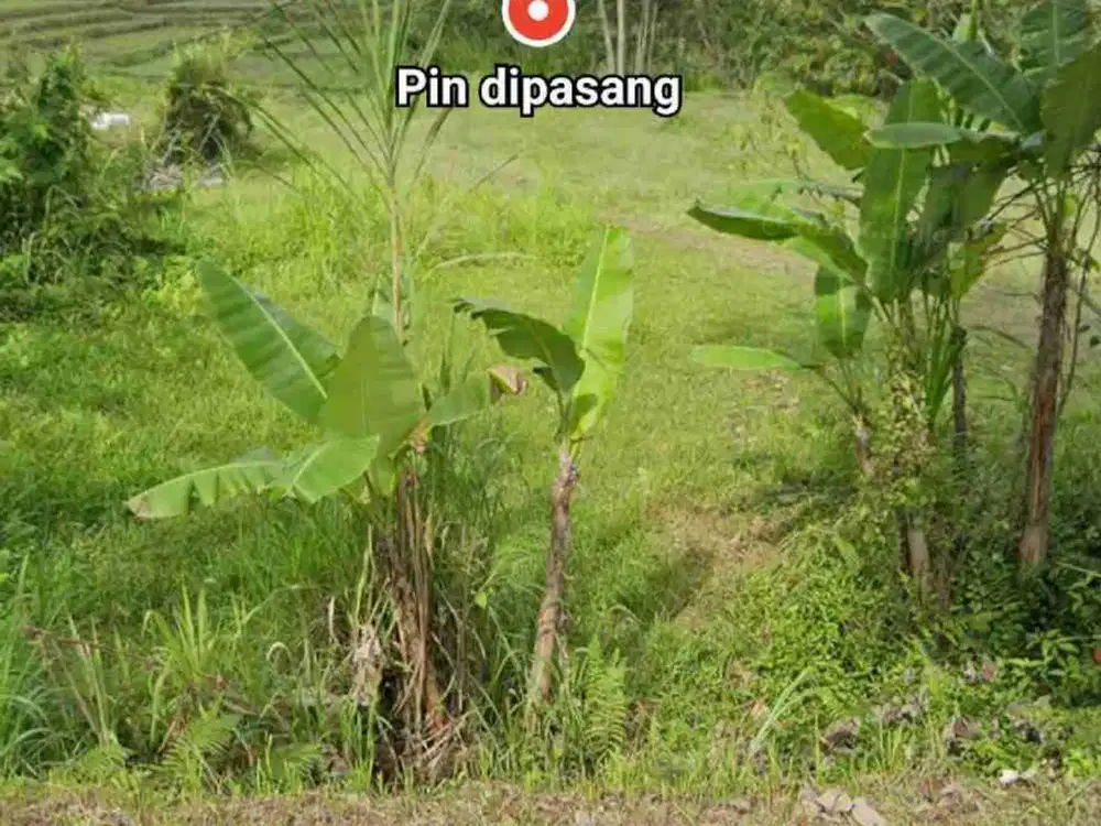 Jual Tanah kebun 33,6are jalan 8 aspal di Payangan Gianyar Ubud Bali - Thumbnail 2