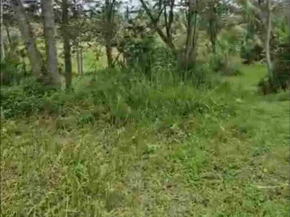 Jual Tanah kebun 33,6are jalan 8 aspal di Payangan Gianyar Ubud Bali - Thumbnail 7