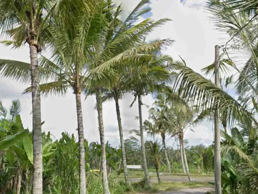Jual Tanah kebun 33,6are jalan 8 aspal di Payangan Gianyar Ubud Bali - Thumbnail 3
