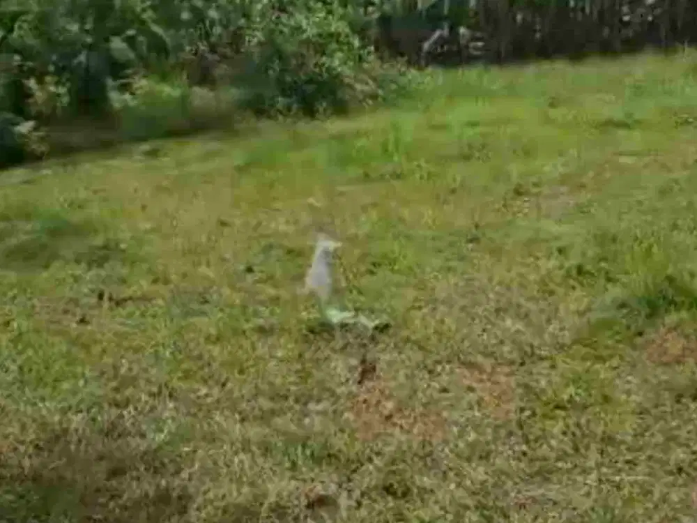 Jual Tanah kebun 33,6are jalan 8 aspal di Payangan Gianyar Ubud Bali - Thumbnail 8