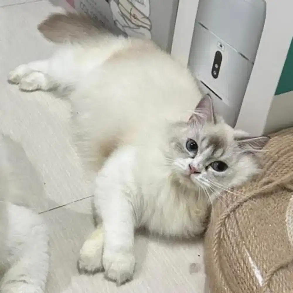 Ragdoll female nonped
