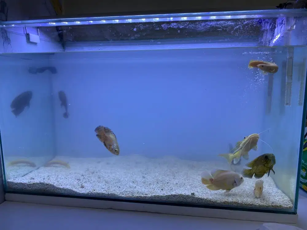 Ikan oscar, leopard, palmas