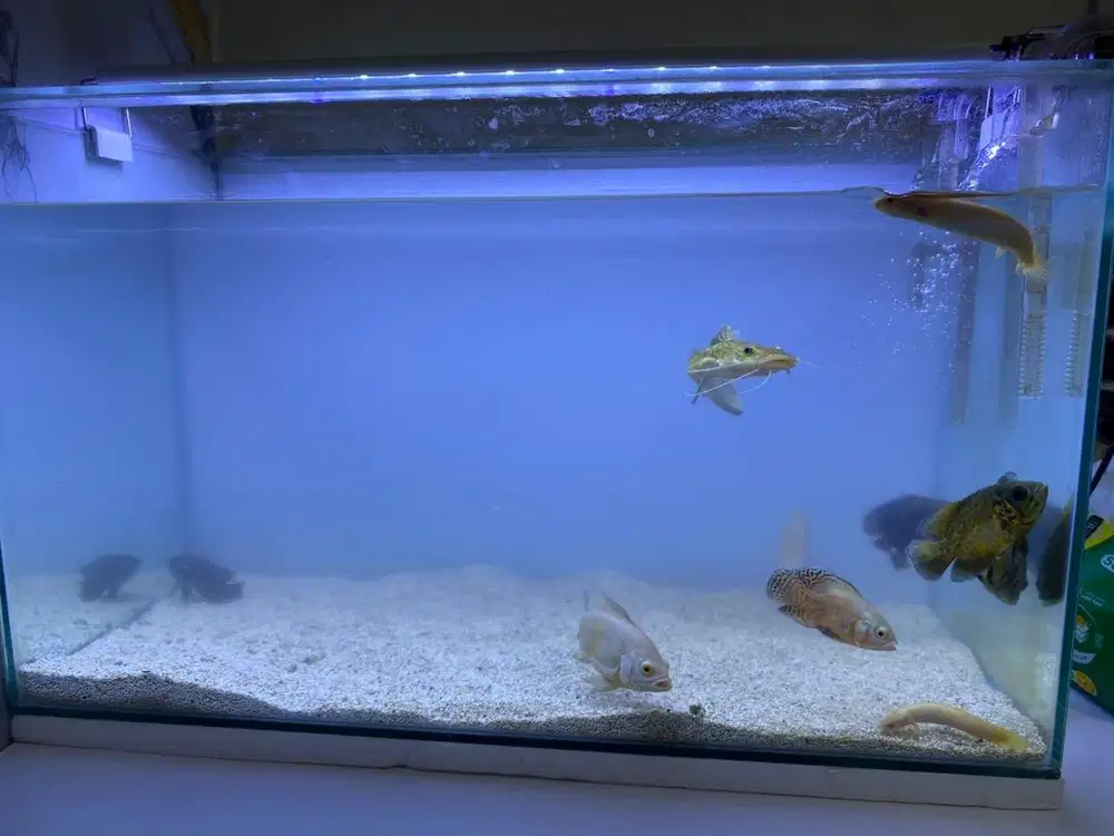 Ikan palmas, leopard, oscar