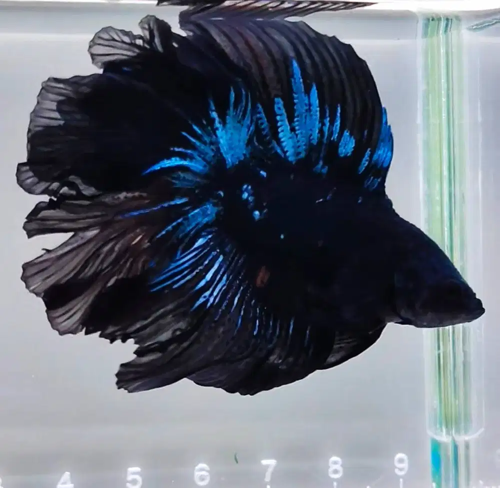 DIJUAL IKAN CUPANG (ECER MAUPUN PARTAI) HARGA MURAH (SURABAYA)