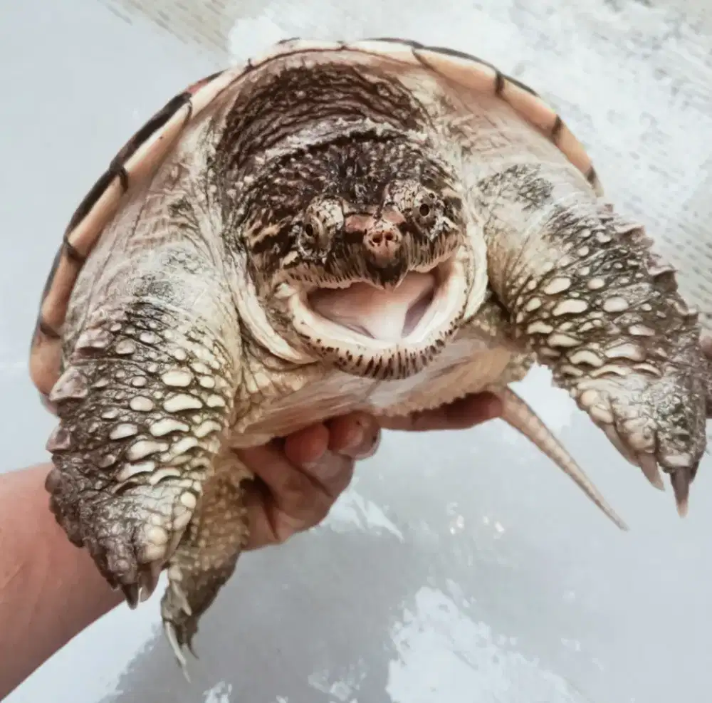 Cst size karapas 22 cm