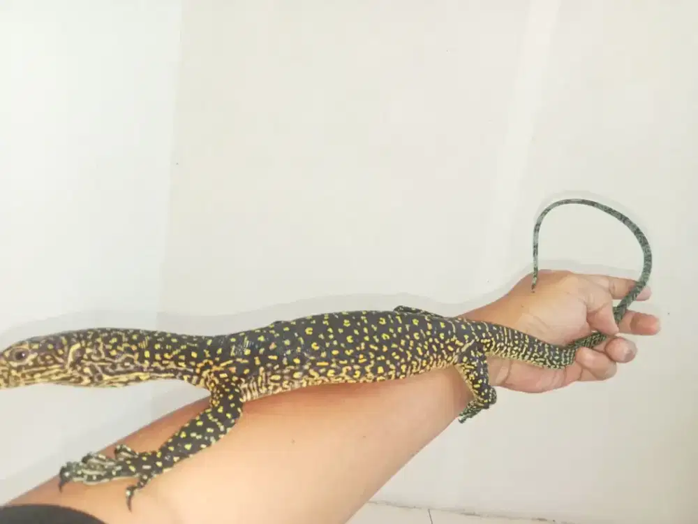 Varanus doreanus maroke
