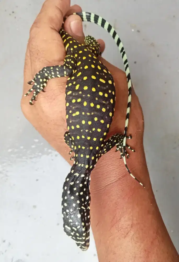 Varanus doreanus jayapura