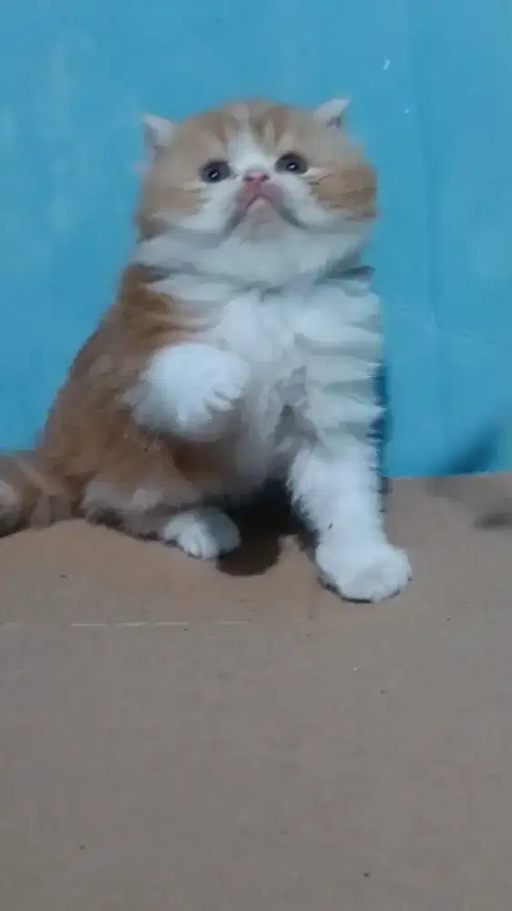 Kitten Persia flatnose
