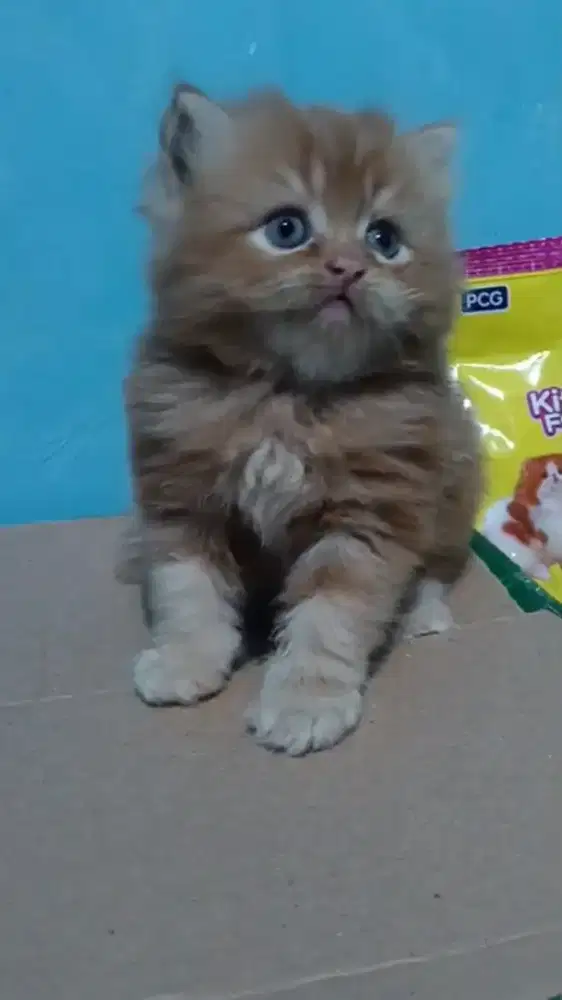 Kitten Persia flatnose